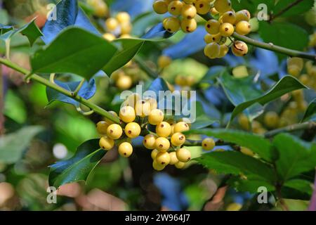 Les baies jaunes de l'Ilex aquifolium 'BacciflavaÕ, houx berried jaune. Banque D'Images