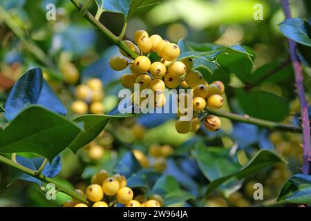 Les baies jaunes de l'Ilex aquifolium 'BacciflavaÕ, houx berried jaune. Banque D'Images