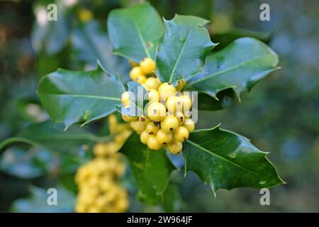 Les baies jaunes de l'Ilex aquifolium 'BacciflavaÕ, houx berried jaune. Banque D'Images