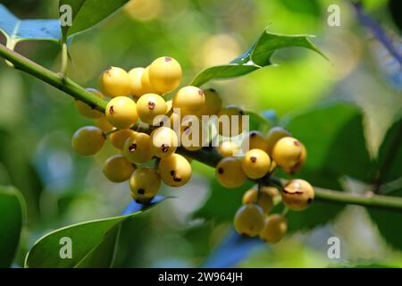 Les baies jaunes de l'Ilex aquifolium 'BacciflavaÕ, houx berried jaune. Banque D'Images