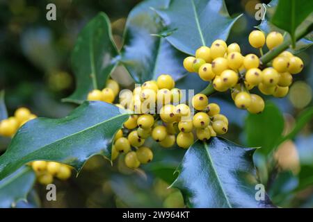 Les baies jaunes de l'Ilex aquifolium 'BacciflavaÕ, houx berried jaune. Banque D'Images