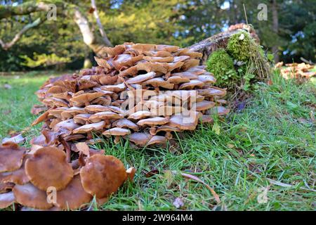 champignons de miel champignons poussant au cours de l'automne. Banque D'Images