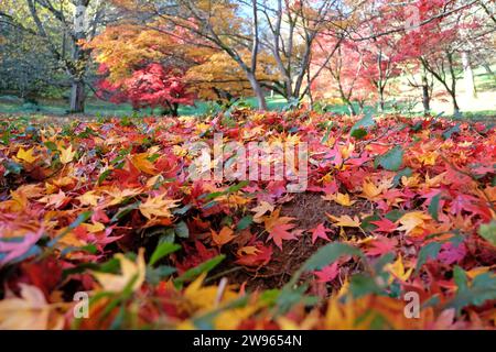 Litière de feuilles rouges, jaunes et oranges de l'Acer palmatum, ou érable japonais. Banque D'Images