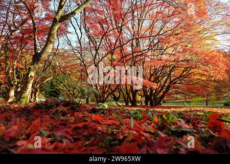 Des feuilles rouges et jaunes sont tombées sur le sol d'Acer palmatum, ou érable japonais lors de son exposition d'automne. Banque D'Images