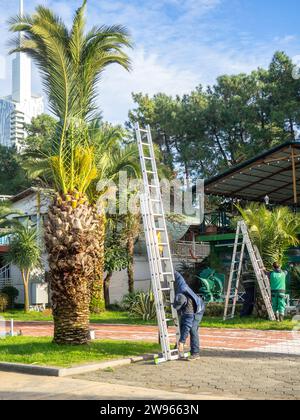 Les travailleurs de l'aménagement paysager attachent les feuilles de palmier avec de Feuilles de palmier taillées par les jardiniers du complexe. Décembre en mer. Enfermant le remblai de bord de mer. Banque D'Images