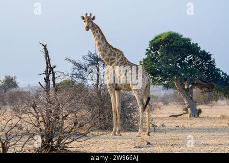 Cape, ou girafe sud-africaine, Giraffa girafa, Réserve de gibier de Mashatu, Botswana Banque D'Images