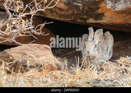 Jameson's Red Rock Lièvre, Pronolagus randensis, réserve de gibier de Mashatu, Botswana Banque D'Images