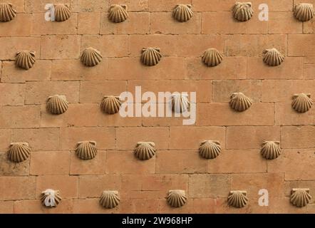 Fond de coquilles de conque attachées à un mur à intervalles Banque D'Images