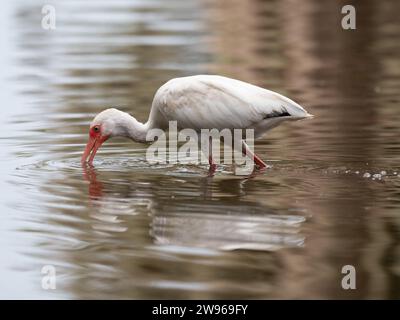 Ibis blanc américain pataugeant dans les eaux marécageuses peu profondes de Louisiane tout en se nourrissant de nourriture. Phototgraphié de profil. Banque D'Images