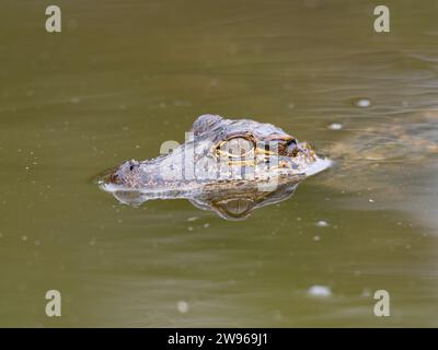 Bébé alligator américain nageant dans l'eau des marais vert olive avec seulement sa tête clairement visible. Banque D'Images