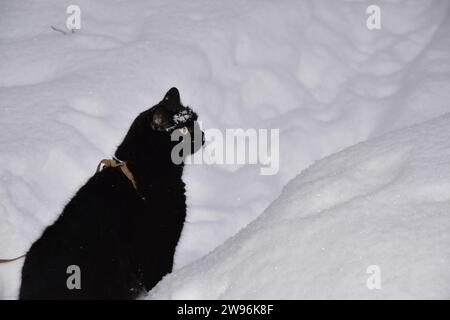 chaton noir dans le jardin d'hiver gelé Banque D'Images