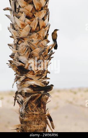 Oiseaux noirs dans la nature-oiseaux du fleuve Colorado-oiseaux noirs mâles et femelles Banque D'Images