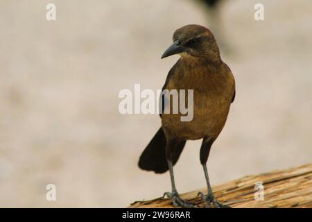 Oiseaux noirs dans la nature-oiseaux du fleuve Colorado-oiseaux noirs mâles et femelles Banque D'Images