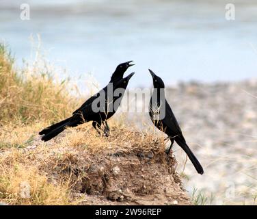 Oiseaux noirs dans la nature-oiseaux du fleuve Colorado-oiseaux noirs mâles et femelles Banque D'Images