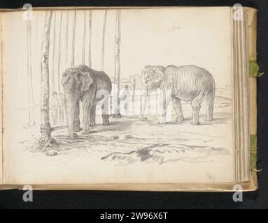 Deux éléphants, Esaias Bourse, 1662 sur un site ouvert, avec une douzaine de cocotiers à droite et en arrière-plan un vague croquis de bâtiments sont deux éléphants sri lankais (Elephas Maximus Maximus). L'éléphant de gauche est un mâle ou une femelle sans défenses (Aliya). Avec des cordes, l'animal est attaché entre deux arbres : la jambe avant droite sur l'arbre devant lui et la jambe gauche sur l'arbre derrière lui. C'est une phase du processus d'apprivoisation. Avec le tronc, l'animal ramasse la nourriture qui a été déposée pour lui. Nous voyons le deuxième éléphant, à droite dans le dessin, de sa gauche. THI Banque D'Images