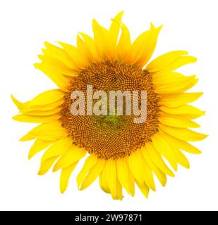 Gros plan photo de beau tournesol jaune frais unique est isolé sur fond blanc avec chemin de détourage. Banque D'Images