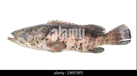 Le mérou de tache rouge frais est isolé sur fond blanc avec le chemin de détourage. Gros plan photo de poissons de mer biig Banque D'Images