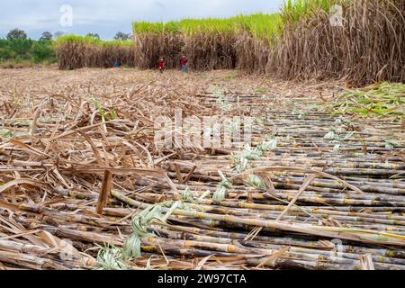 Les cannes à sucre mûres ou matures sont récoltées par les travailleurs ou les agriculteurs en plantation avant d'être transférées à l'usine de sucre. Concept d'énergie biocombustible alternative Banque D'Images