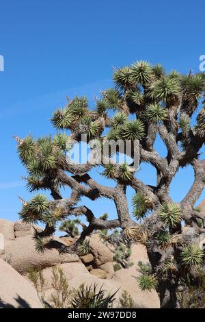 Yucca brevifolia, un arbuste indigène, après la floraison, ramifie, suggérant que ce spécimen a fleuri plusieurs fois. Automne, Little San Bernardino Mountains. Banque D'Images