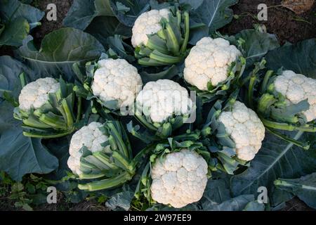 Vue de dessus d'un chou-fleur brut biologique frais avec des feuilles vertes sur le terrain agricole Banque D'Images