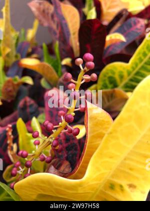 Il s'agit de Gloriosa, ou Codiaeum variegatum, une plante à fleurs frappante connue pour ses fleurs vibrantes, de forme tubulaire avec des pétales incurvés et grimpants Banque D'Images