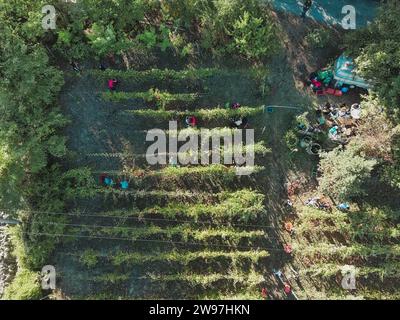 Vue aérienne des personnes cueillant à la main pendant le temps de récolte de raisin dans la scène estivale de ferme viticole vallonnée à Castell'Arquato, Italie Banque D'Images