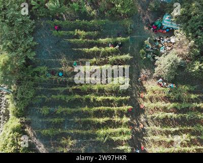 Vue aérienne des personnes cueillant à la main pendant le temps de récolte de raisin dans la scène estivale de ferme viticole vallonnée à Castell'Arquato, Italie Banque D'Images