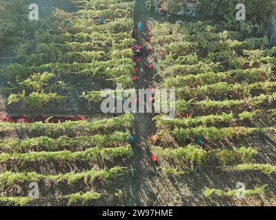 Vue aérienne des personnes cueillant à la main pendant le temps de récolte de raisin dans la scène estivale de ferme viticole vallonnée à Castell'Arquato, Italie Banque D'Images