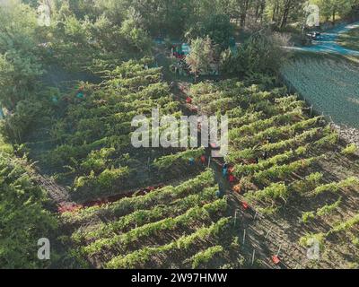 Vue aérienne des personnes cueillant à la main pendant le temps de récolte de raisin dans la scène estivale de ferme viticole vallonnée à Castell'Arquato, Italie Banque D'Images