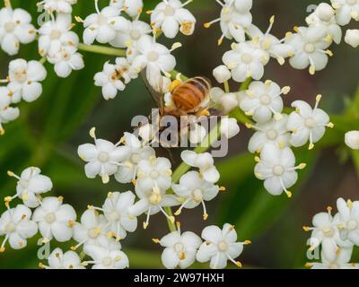 Une abeille sur un bouquet de fleurs de sureau blanc, sacs de pollen pleins de collecte, jardin côtier australien Banque D'Images