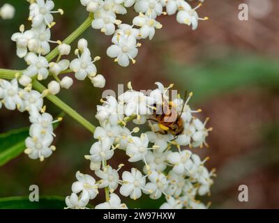 Une abeille sur un bouquet de fleurs de sureau blanc, sacs de pollen pleins de collecte, jardin côtier australien Banque D'Images