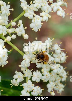 Une abeille sur un bouquet de fleurs de sureau blanc, sacs de pollen pleins de collecte, jardin côtier australien Banque D'Images