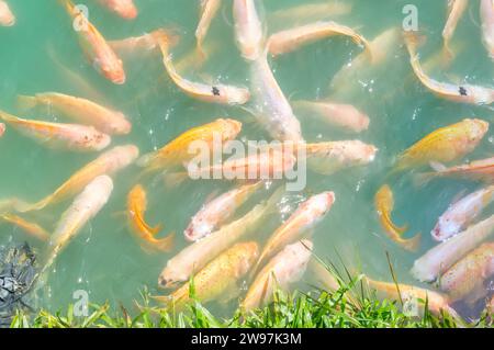 Photo vue de dessus, de beaux tilapias roses et oranges nagent dans un grand étang naturel avec de l'eau douce verte. Gros plan Banque D'Images