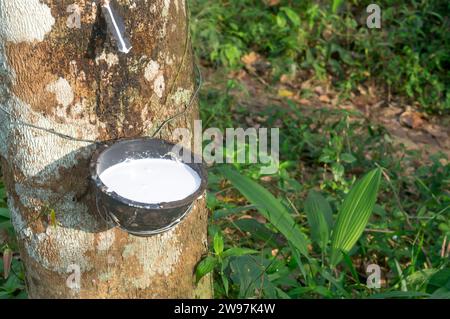 L'arbre à caoutchouc fournit un grand rendement de latex de caoutchouc naturel tiré ou extrait de l'arbre à caoutchouc dans la plantation de caoutchouc dans le sud de la Thaïlande. Concept o Banque D'Images