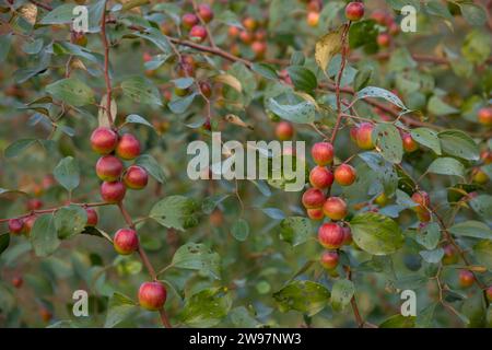 Arbre fruitier avec des fruits de jujube rouge non mûrs ou de pomme kul boroi dans le jardin d'automne Banque D'Images