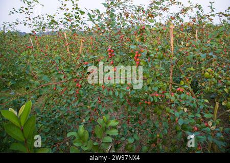 Arbre fruitier avec des fruits de jujube rouge non mûrs ou de pomme kul boroi dans le jardin d'automne Banque D'Images