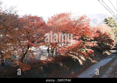 Tunnel de Momiji dans le lac Kawaguchi dans une journée d'automne Banque D'Images