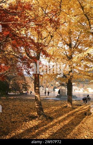 Parc Koike, Kawaguchiko dans un après-midi doré en automne Banque D'Images