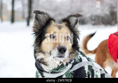 Chien moelleux gris dans le parc d'hiver de près Banque D'Images