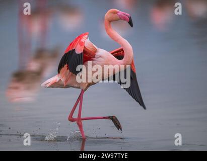 Un grand flamant sur un lagon en camargue , France Banque D'Images