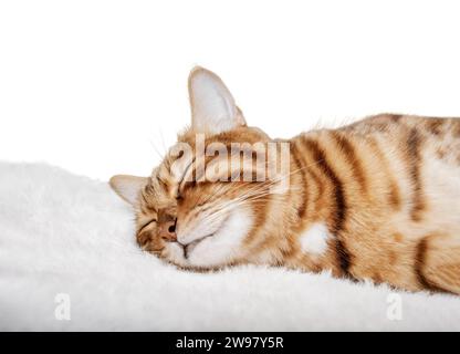 Chat Bengal dort doucement sur un fond blanc. Chat endormi en gros plan isolé. Banque D'Images