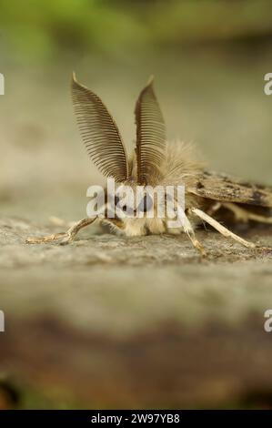 Gros plan vertical naturel détaillé sur un papillon gitan , Lymantria dispar avec son antenne remarquable semblable à celle de chauve-souris Banque D'Images