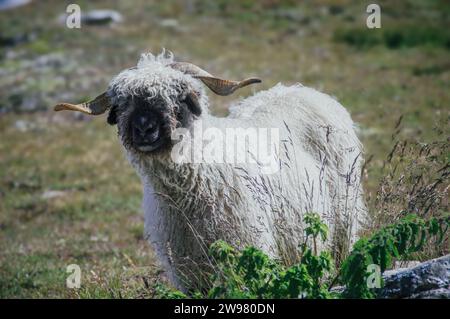 Les moutons valaisans solitaires et curieux dans les Alpes suisses (Zermatt) Banque D'Images