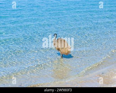 Un émeu debout dans l'océan à Shark Bay, Australie occidentale. Banque D'Images