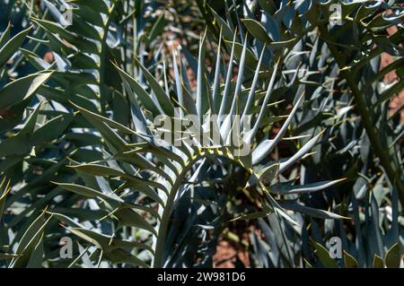 Sydney Australie, fronde d'encephalartos horridus ou cycade bleue du cap oriental Banque D'Images