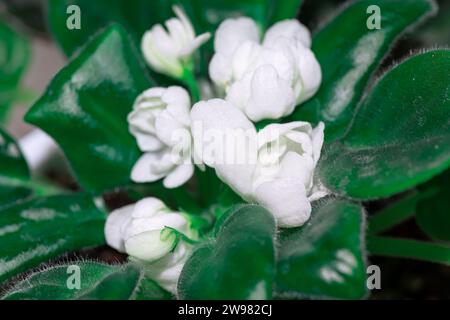 Belles fleurs blanches de Saintpaulia ou Violet Africain Banque D'Images