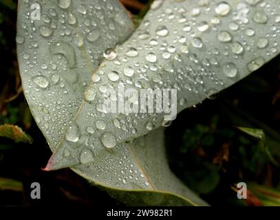 2 feuilles reposent sur repliées avec des gouttelettes de rosée matinale. Banque D'Images