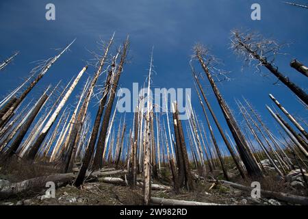 Les arbres brûlés se dressent comme des cure-dents plusieurs années après un incendie de forêt. Soda Springs, Californie. Banque D'Images