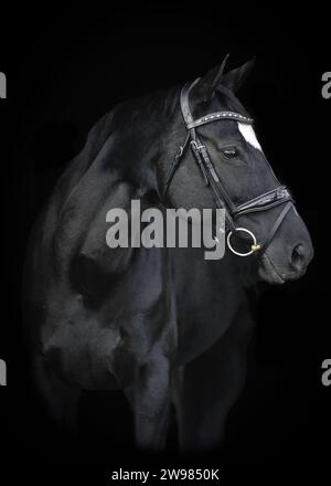 Cheval noir dramatique sur fond noir Banque D'Images