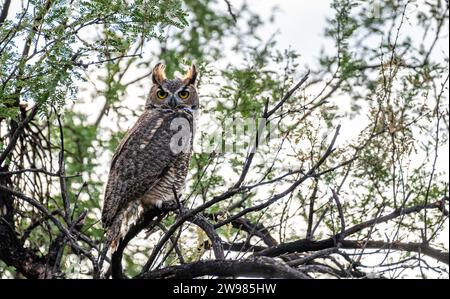 Un gros plan d'un grand hibou corné à Salt River, Arizona Banque D'Images